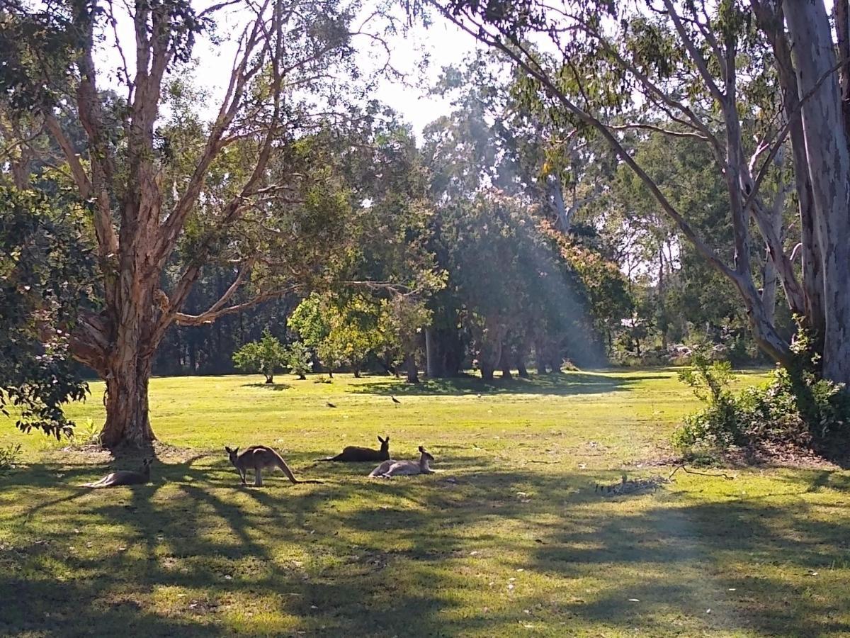 Lake Weyba Noosa Lodge & Kangaroos Peregian Beach Luaran gambar
