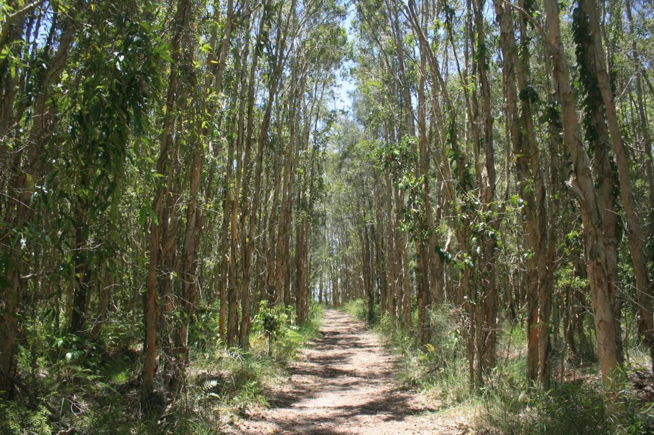 Lake Weyba Noosa Lodge & Kangaroos Peregian Beach Luaran gambar