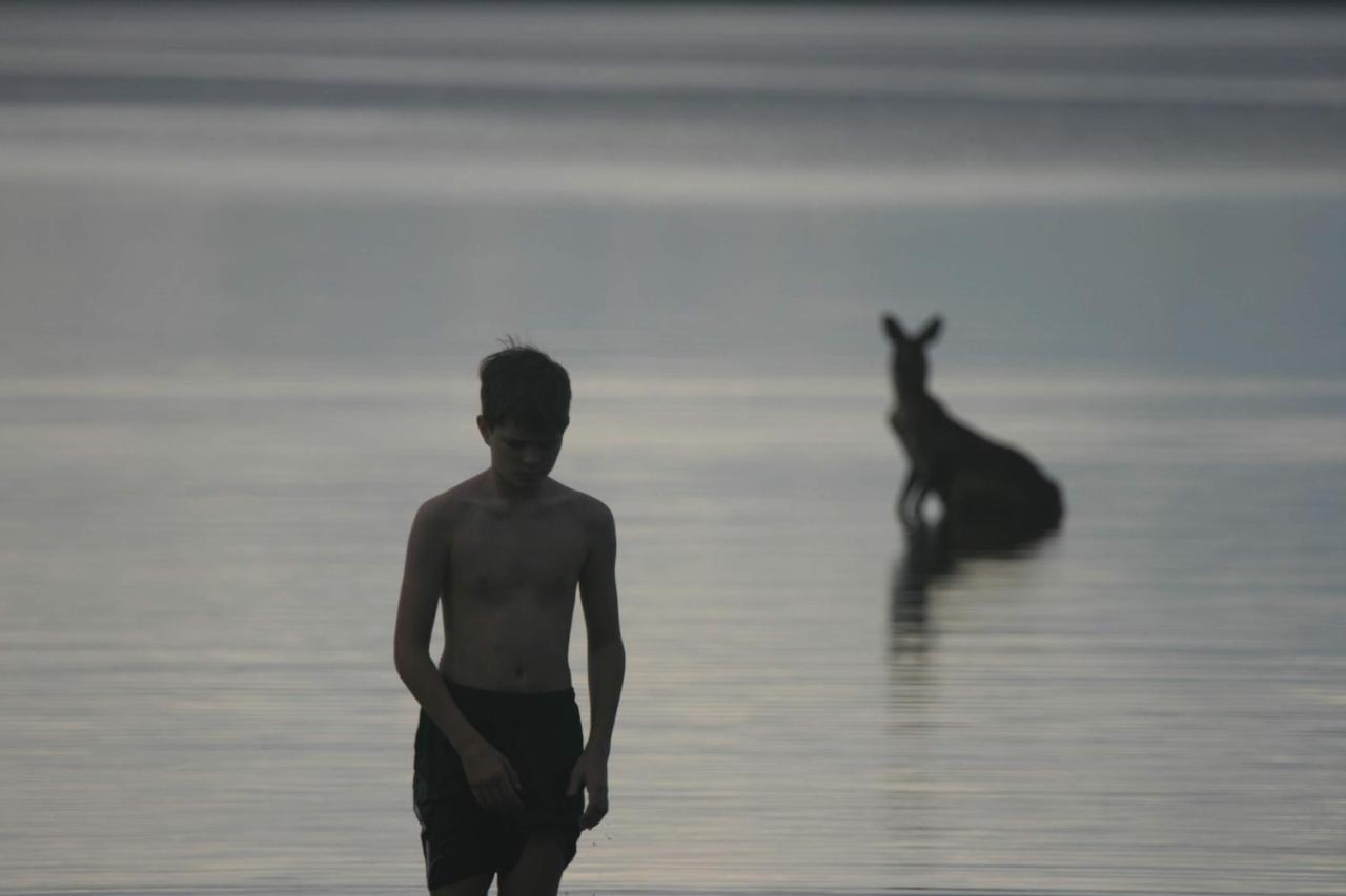 Lake Weyba Noosa Lodge & Kangaroos Peregian Beach Luaran gambar