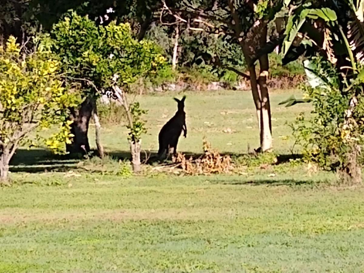 Lake Weyba Noosa Lodge & Kangaroos Peregian Beach Luaran gambar
