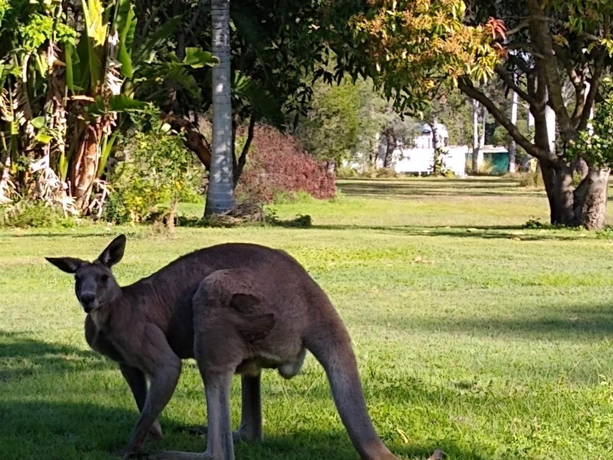 Lake Weyba Noosa Lodge & Kangaroos Peregian Beach Luaran gambar