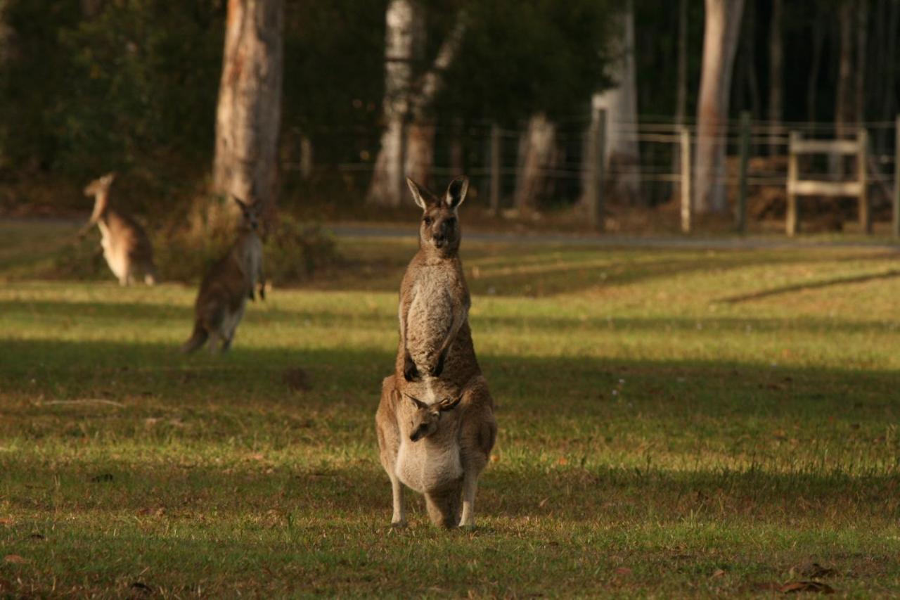 Lake Weyba Noosa Lodge & Kangaroos Peregian Beach Luaran gambar