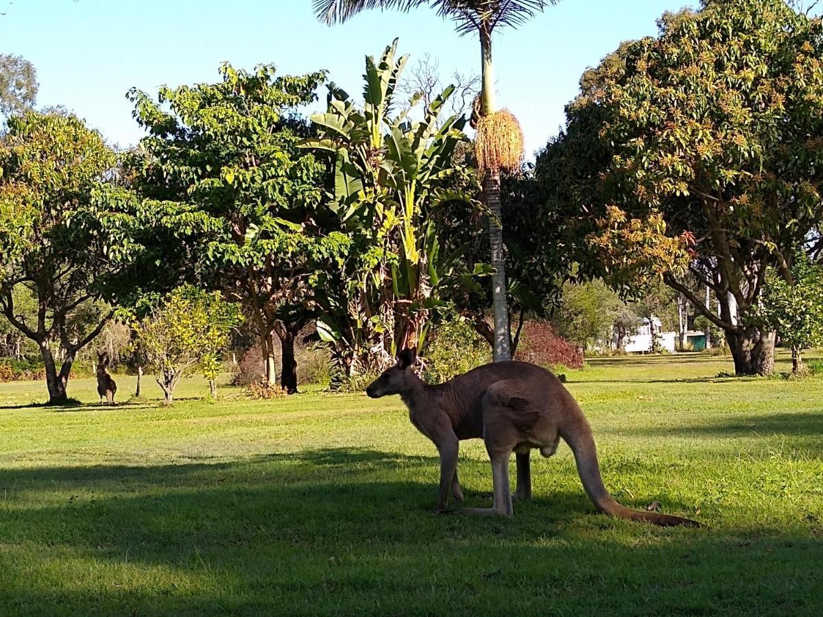 Lake Weyba Noosa Lodge & Kangaroos Peregian Beach Luaran gambar