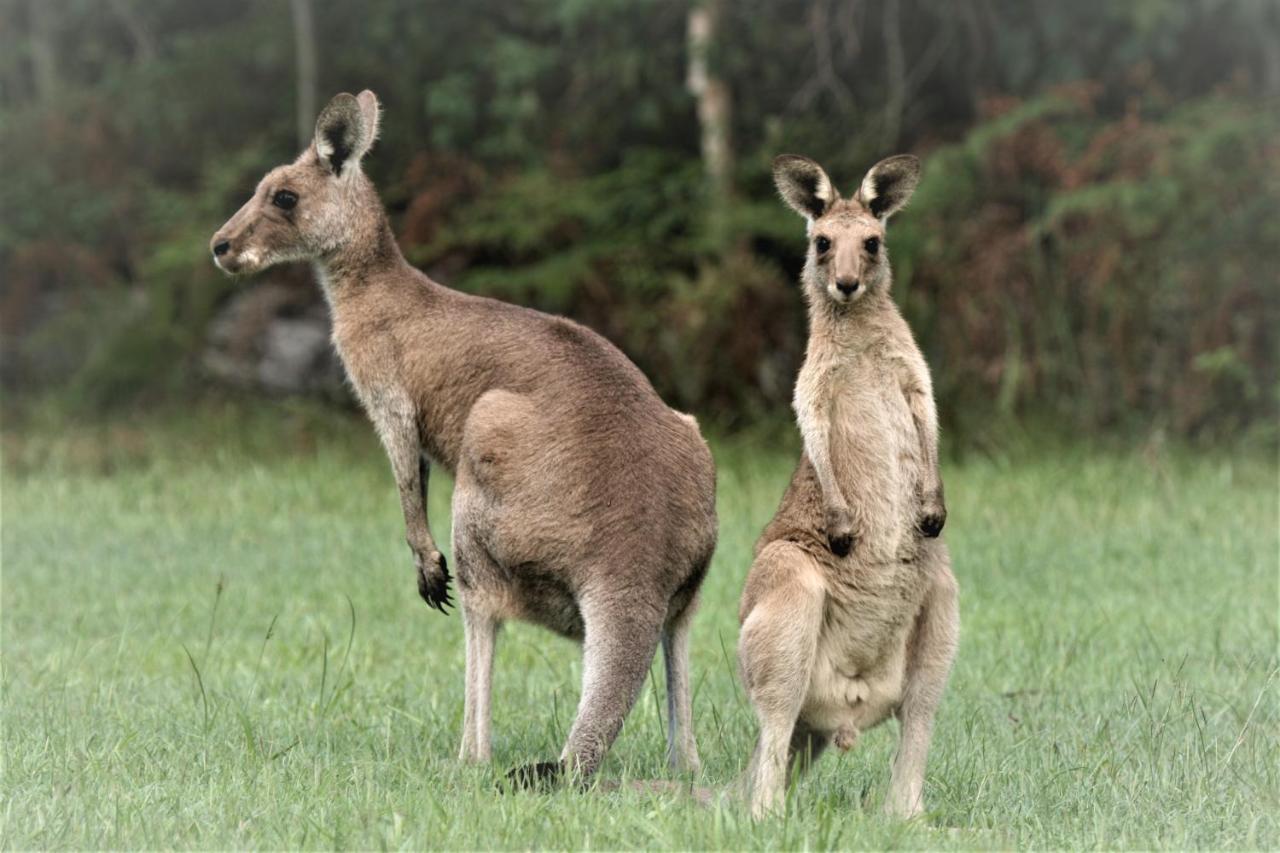 Lake Weyba Noosa Lodge & Kangaroos Peregian Beach Luaran gambar