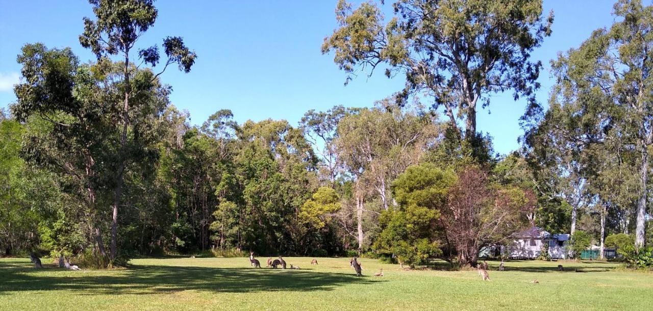 Lake Weyba Noosa Lodge & Kangaroos Peregian Beach Luaran gambar