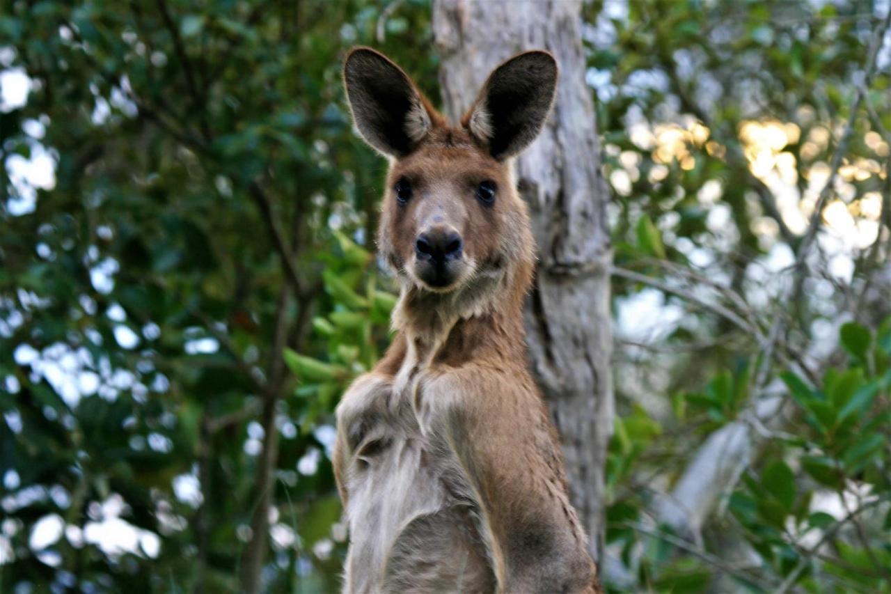 Lake Weyba Noosa Lodge & Kangaroos Peregian Beach Luaran gambar