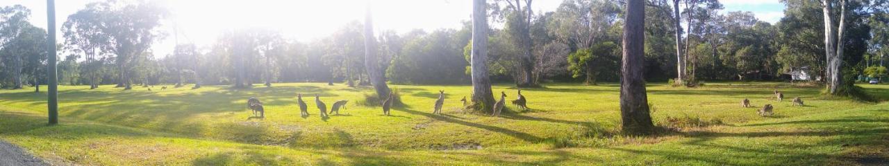 Lake Weyba Noosa Lodge & Kangaroos Peregian Beach Luaran gambar