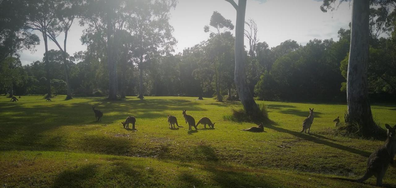 Lake Weyba Noosa Lodge & Kangaroos Peregian Beach Luaran gambar