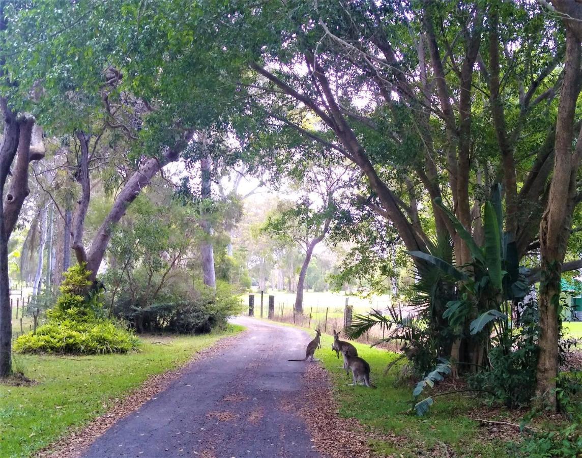 Lake Weyba Noosa Lodge & Kangaroos Peregian Beach Luaran gambar